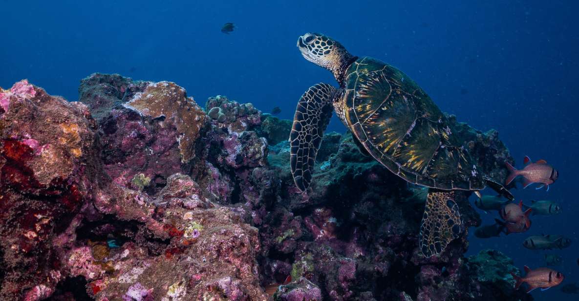 Maui: Small Group Shark & Turtle Scuba Dive From Shore - Pricing and Duration