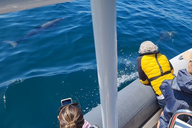 Meet the Lisbon Dolphins - Dolphin Watching in Lisbon - Admiring Coastal Scenery