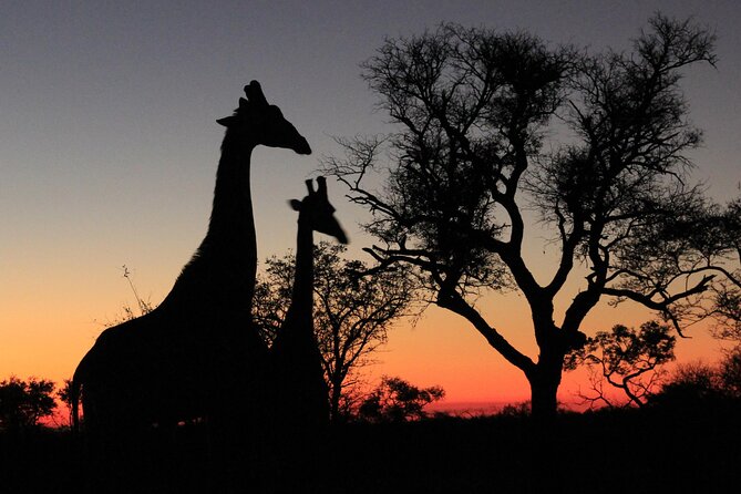 Morning Game Drive Safari Near Hoedspruit - Inclusion Details