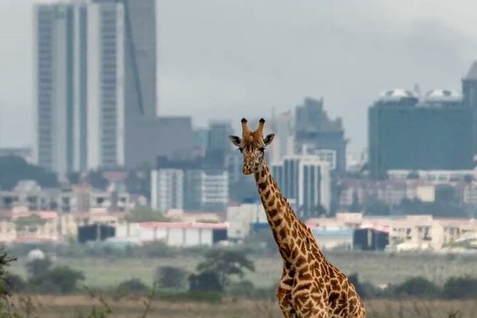 Nairobi Park Wildlife Safari - Pickup and Meeting Details