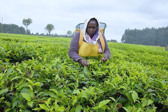 Nairobi to Kiambethu Tea Farm Tour - Included in the Tour