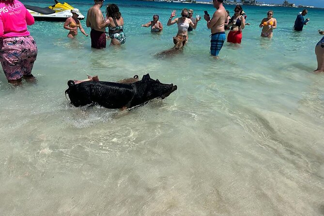 Nassau 3-stops: Snorkeling, Swimming Pigs, Turtles & Lunch - Accessibility and Recommendations