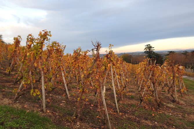 Northern Rhône Valley Day Tour With Wine Tasting From Lyon - Meet the Winemakers