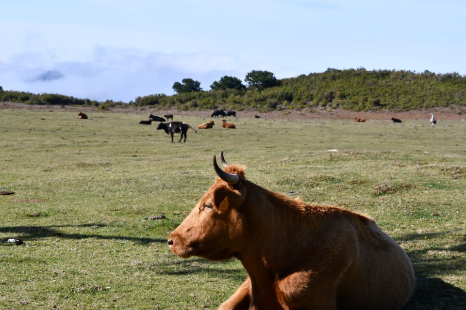 Northwest Tour - Fanal, Achadas Da Cruz and Porto Moniz - Tour Highlights