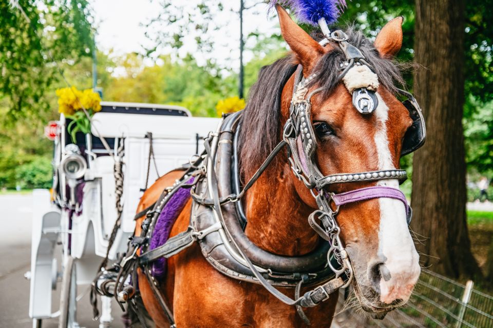 NYC: Guided Central Park Horse Carriage Ride - Itinerary Highlights