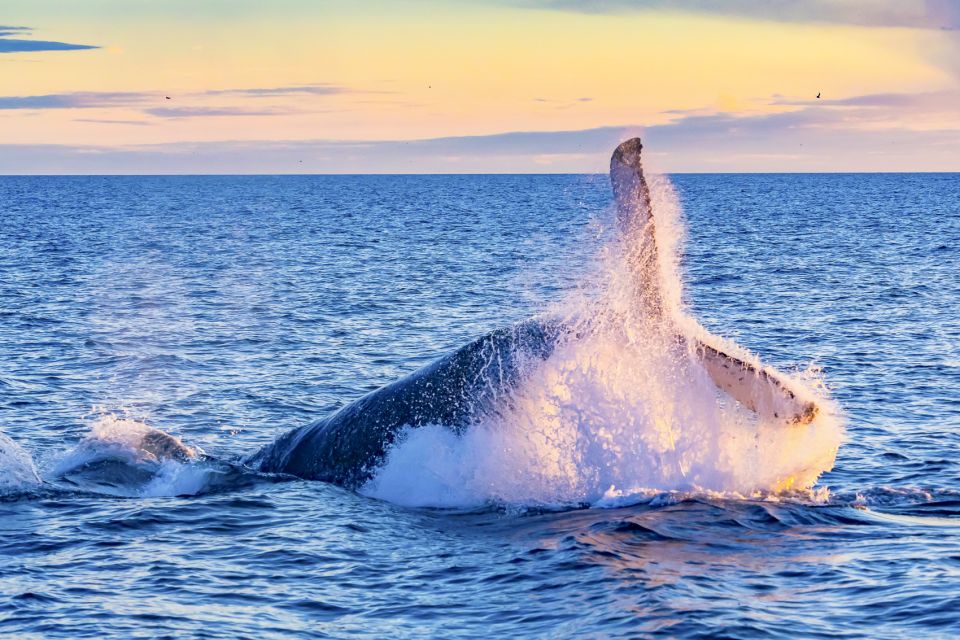 Oahu: Waikiki Eco-Friendly Afternoon Whale Watching Trip - Experience Highlights