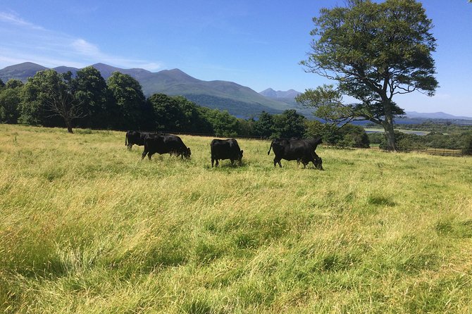 Off the Beaten Path Private Tour of Ring of Kerry - Tour Features