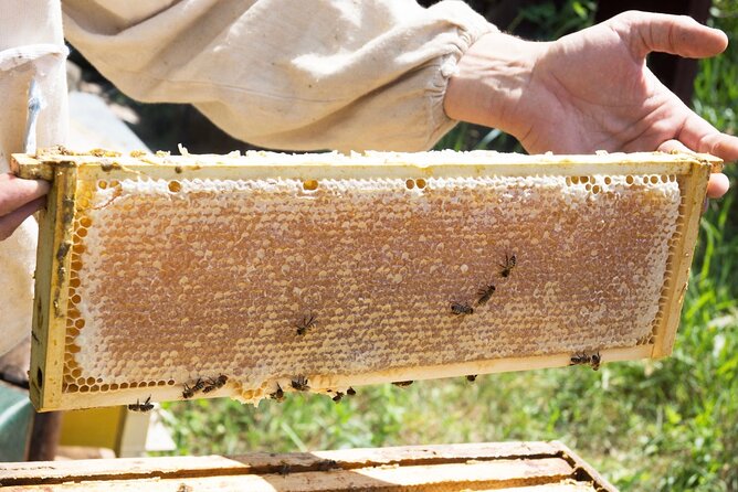 Okanagan Bee Tour and Lunch at Winery in Kelowna - Bee Hive and Honey Wine