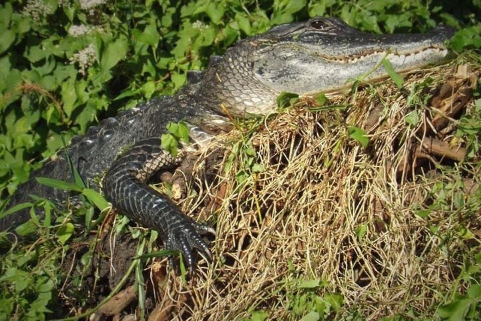 Old Florida Backwater Kayak Adventure Near St. Augustine - Booking Information