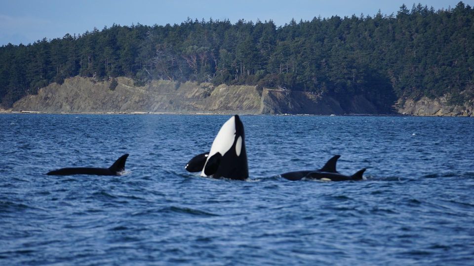 Orcas Island: Orca Whales Guaranteed Boat Tour - Orca Sighting Guarantee