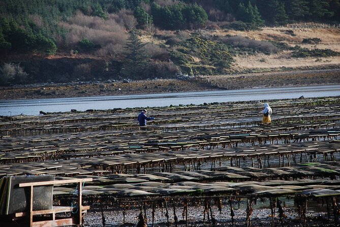 Oyster Farm and Tasting Experience - Meeting and Pickup Details