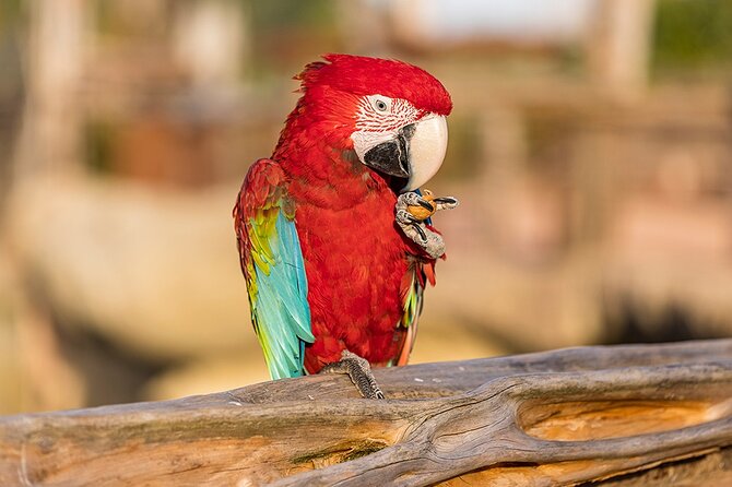 Parrot World Immersive Wildlife Park Entry Ticket Next to Paris - Experiences and Amenities