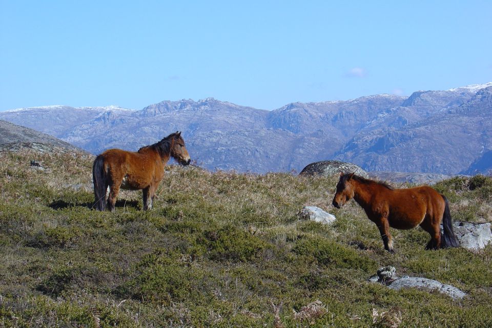 Peneda-Gerês: Full-Day Premium Tour - Highlights of the Tour