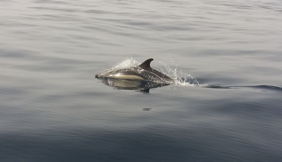 Peniche: Dolphin Route Boat Trip - Spotting Sea Life