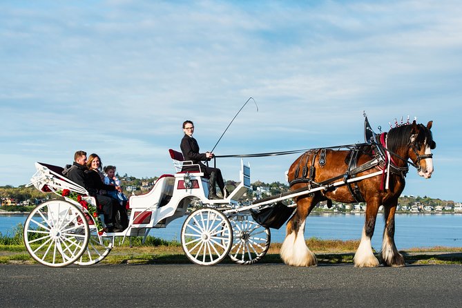 Premier Horse-Drawn Carriage Experience in Victoria - Carriage Details and Features