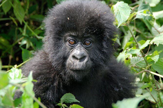 Private 3 Day Gorilla Trekking Safari in Uganda - Traverse Bwindis Impenetrable Jungle