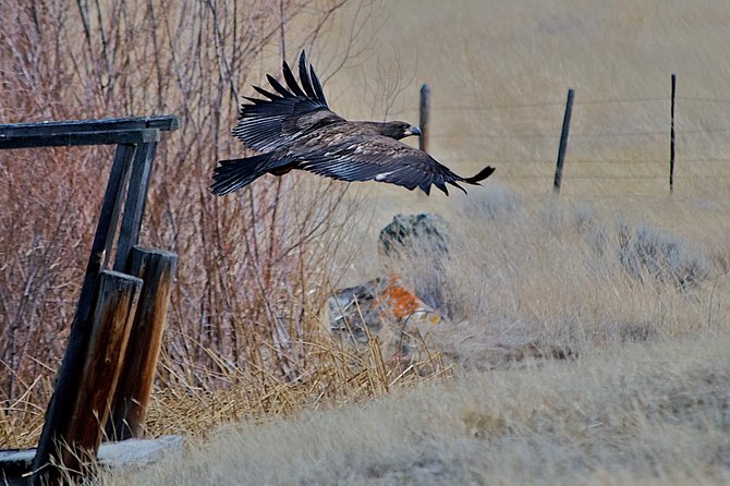 Private Birdwatching Activity in Penticton - Meeting Point