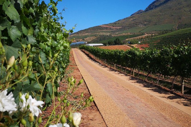 Private Cape Winelands From Stellenbosch or Franschhoek or Paarl - Savoring Diverse Wine Tastings