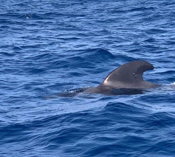 Private Charter Private Charter to See the Whales - 3 Hours - Pricing and Group Size