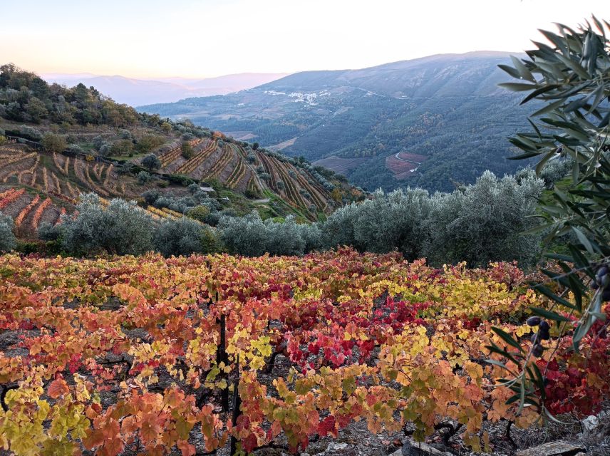 Private Douro Wine Tour - Itinerary