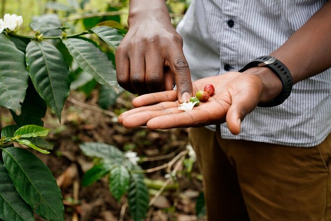 Private Meru Coffee Tour in Nkoaranga - Hands-on Coffee-making Experience