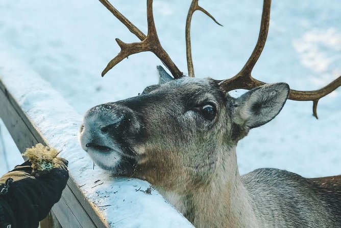 PRIVATE Reindeer Park Adventure by VIP Car - Pickup and Meeting