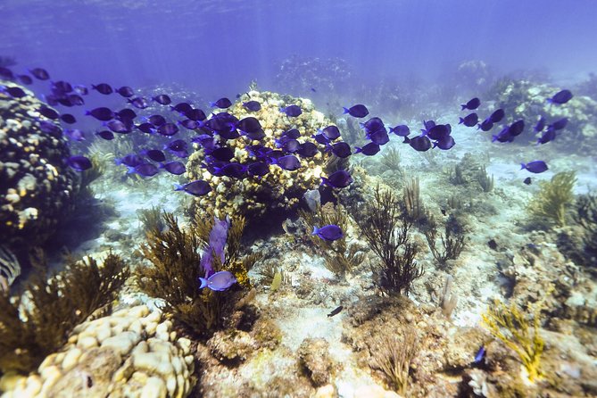 Private Stingray City Snorkeling and BioBay Charter for 10 Guests - Participation Requirements