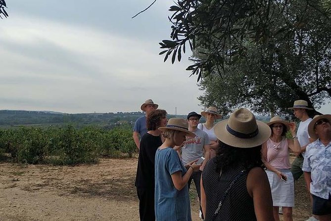 Private Wine & Cava Tasting Tour in Penedés Region With Hotel Pick up - Tour Experience