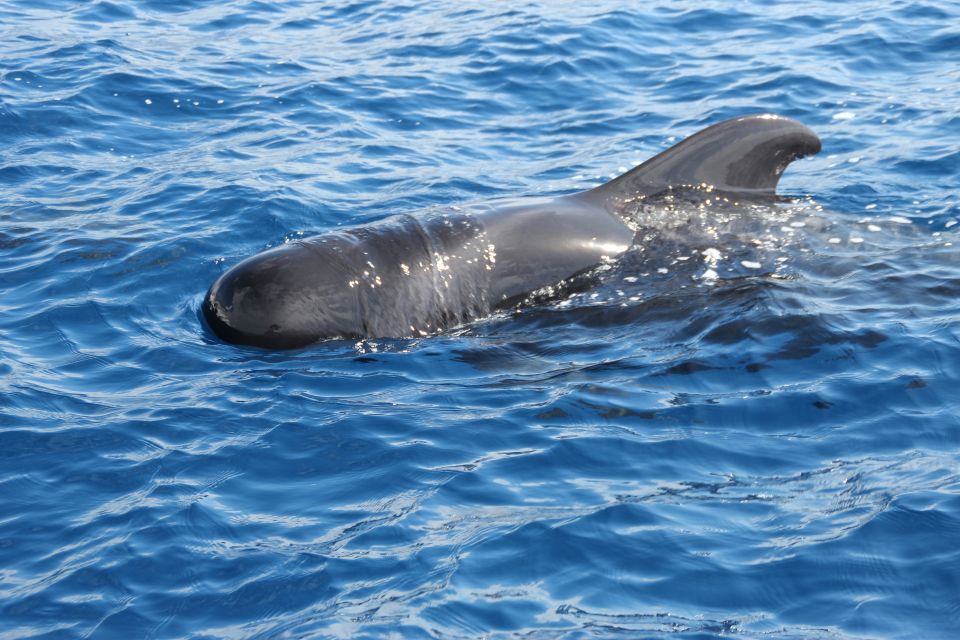 Puerto Colon: Whale & Dolphin Sailing Excursion - Whale and Dolphin Watching