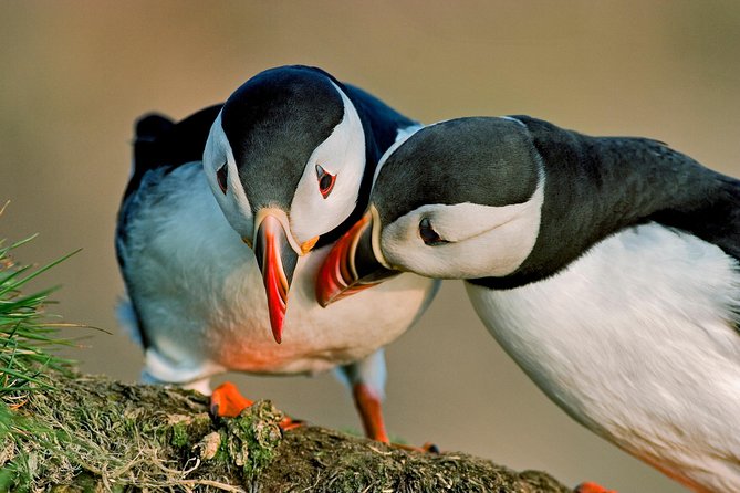 Puffin Cruise With Expert Tour Guide From Reykjavik - Inclusions and Whats Provided