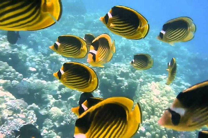 Red Sea Snorkeling From Hurghada - Booking and Confirmation