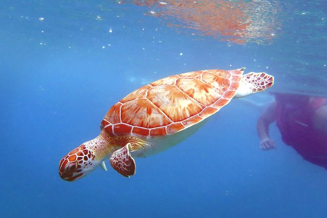 Reef and Turtle Adventure - Kayak and Snorkel Tour - Participant Requirements