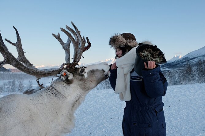 Reindeer Feeding & Saami Culture - Steamy Beverages in Lavvu