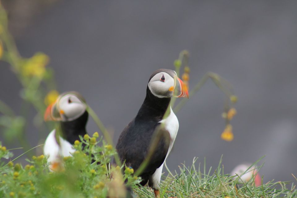 Reykjavik: 1-Hour Puffin Watching Tour - Tour Details and Itinerary