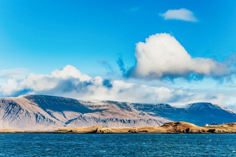 Reykjavik: Whale Watching and Marine Life Cruise - Highlights of the Experience