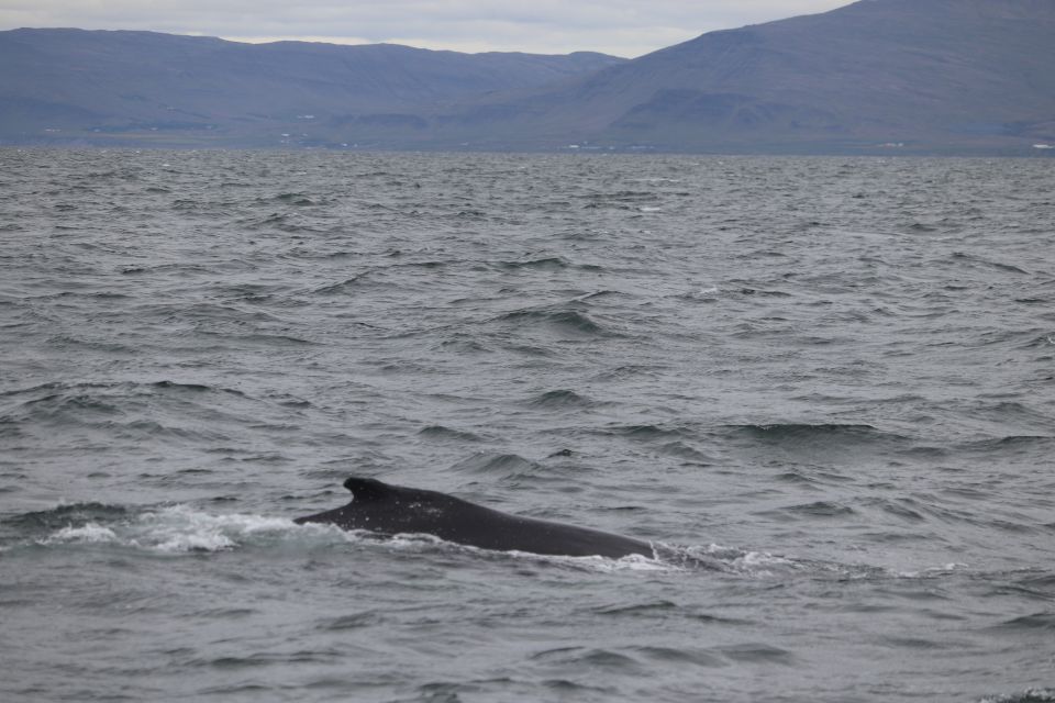 Reykjavik: Whale Watching Excursion & Whale Exhibition - Whale Watching Tour Details