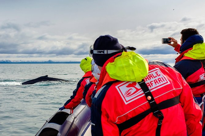 RIB Whale Watching Small-Group Boat Tour From Reykjavik - Inclusions and Exclusions