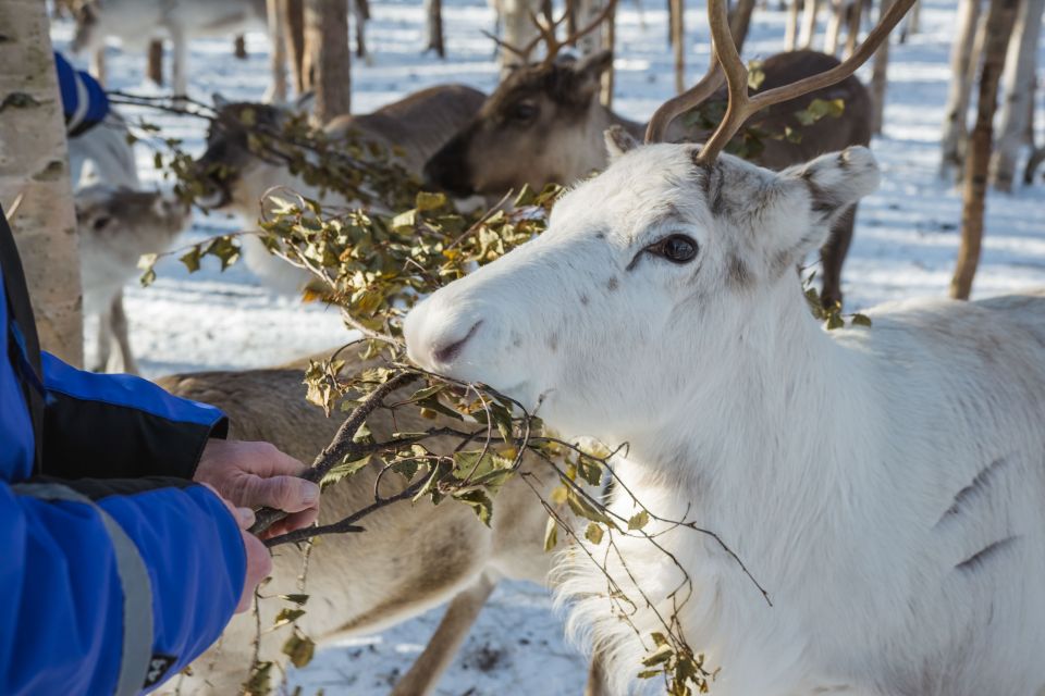 Rovaniemi: Evening Reindeer Safari - Highlights