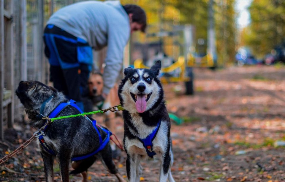 Rovaniemi: Husky Safari Tour & 6-10 Km Self-Driving Mushing - Included Activities