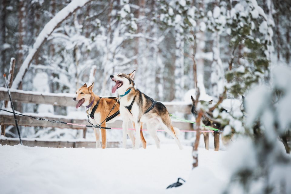 Rovaniemi: Snowmobile Tour and Reindeer Farm Experience - Visiting the Local Reindeer Farm