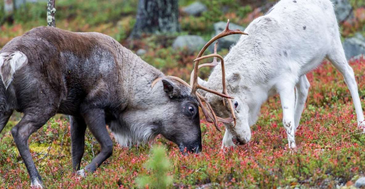 Rovaniemi: Summer Reindeer Farm Experience - Inclusions