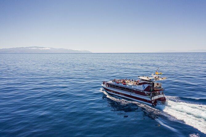 Royal Delfin - 45H Dolphin & Whale Watching - Los Gigantes Masca - Lunch & Swim - Whale and Dolphin Watching