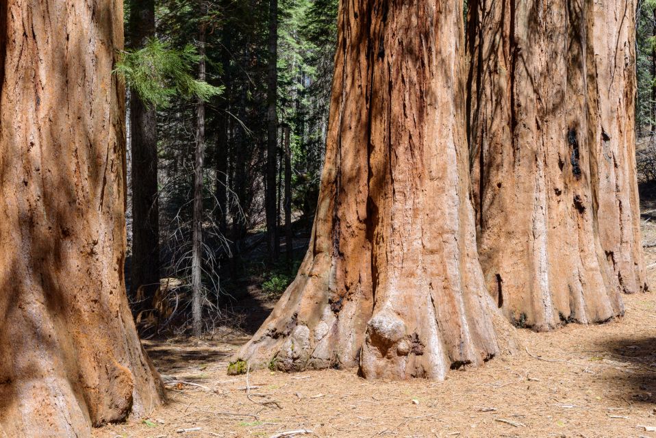 San Francisco: Private Muir Woods, Sausalito Half-Day Trip - Landmarks Visited on the Tour