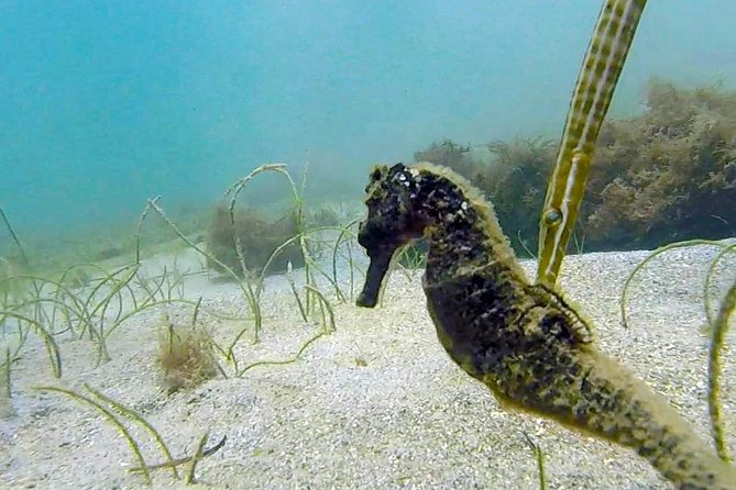 San Juan Guided Snorkel Tour With Videos - Underwater Exploration