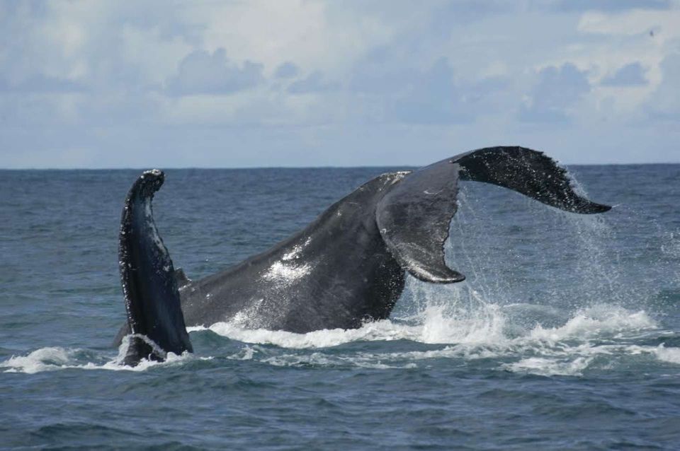 São Miguel: Whales & Volcano Full-Day Tour With Lunch - Explore the Azores