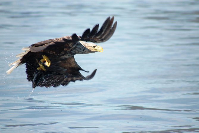 Sea Eagle Safari From Svolvær to Trollfjorden - Meeting Point and Pickup Details