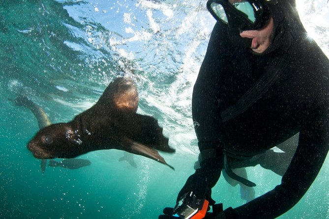 Seal Snorkeling With Animal Ocean in Hout Bay - Age and Group Requirements