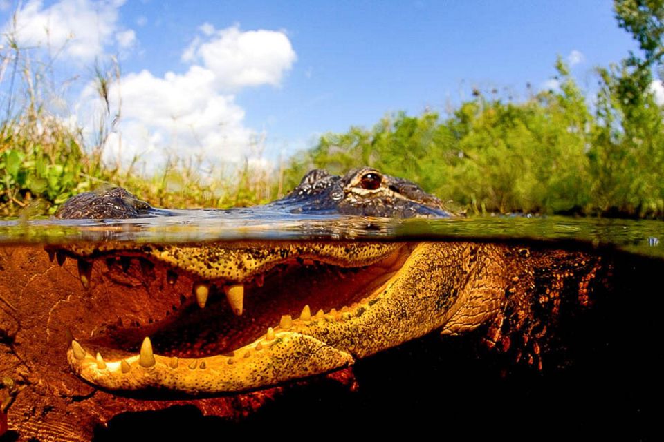 Semi-Private Everglades Tour From Miami or Fort Lauderdale - Pickup and Drop-off