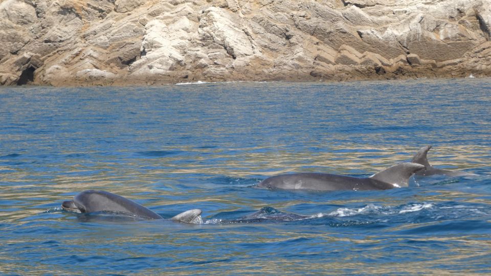 Sesimbra: Private Dolphin Watching Tour Arrábida Natural Park - Key Highlights of the Tour