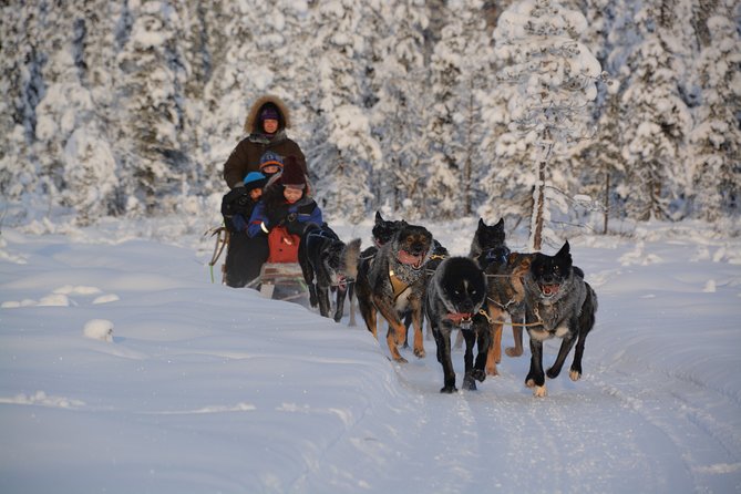 Sit Back and Relax Morning Husky Tour - Tour Logistics and Requirements